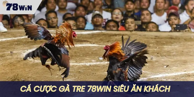 Chơi cá cược gà tre luôn siêu hot tại nhà cái 78WIN