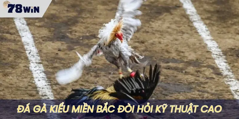 Chơi đá gà kiểu miền Bắc đòi hỏi kỹ thuật cao