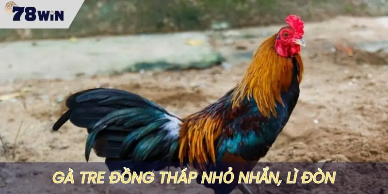 Giống gà tre Đồng Tháp cao, thon và siêu lì đòn